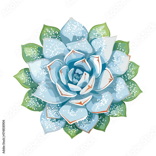 Beautiful blue and white echeveria succulent plant illustration with a rosette shape and slightly ruffled edges
