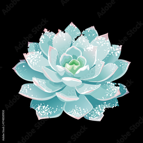 Stylized blue and white echeveria succulent plant with a unique spiraling rosette shape on a dark isolated surface
