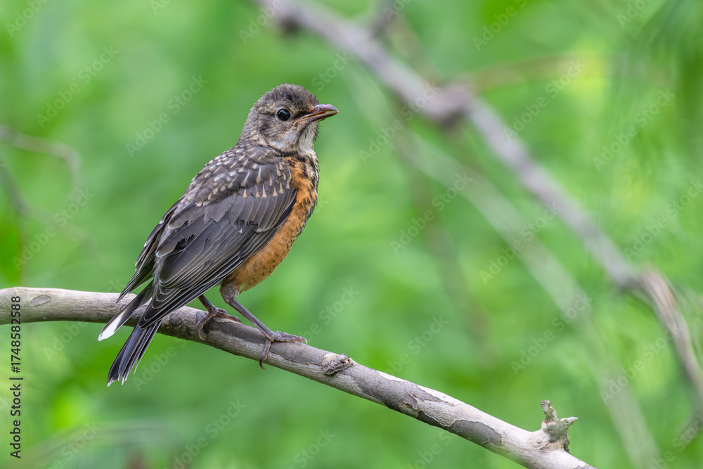 Fototapeta premium Fledgling American robin perched on a branch.