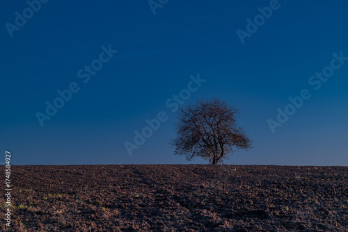 Cherry tree on green field blue sky in Krkonose mountains in autumn