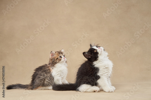 Two kittens, one black and white and the other brown, sit close together on a beige background. The composition captures their playful interaction and contrasting fur colors.