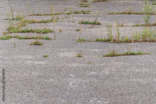 Overgrown abandoned asphalt surface with weeds, abstract nature texture