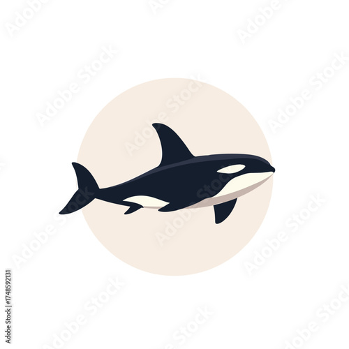 Orca whale illustration swimming against a transparent background  