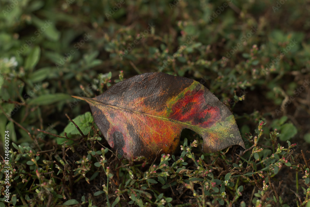 Fototapeta premium autumn leaves on the grass
