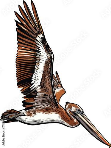 closeup-shot-pelican-flying-ocean illustration