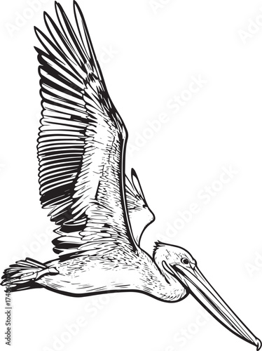 closeup-shot-pelican-flying-ocean vector line art