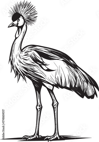 grey-crowned-crane-also-known-as-african-crowned-crane vector line art