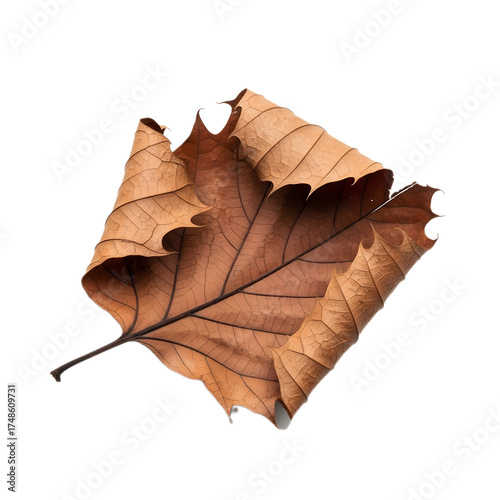 Golden Brown Dried Autumn Leaf Isolated on Transparent Background