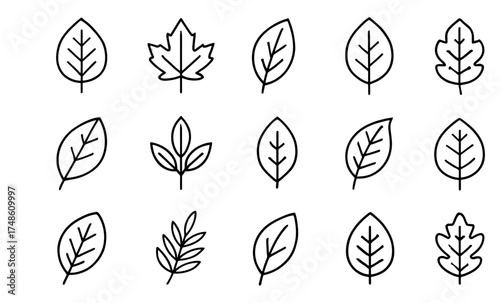 Seamless pattern of various leaf outlines on white background