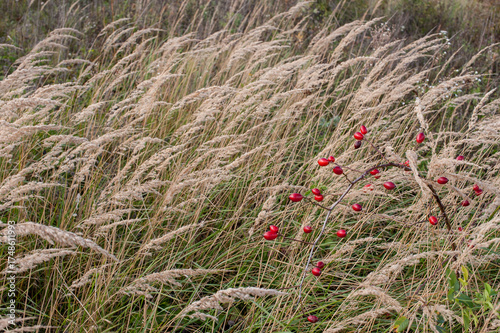 rosehip berries on a branch, close-up in dry grass, autumn illustration