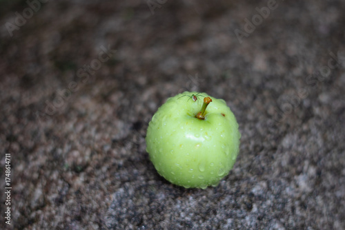 The spider on the apple