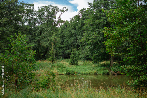 river in the woods