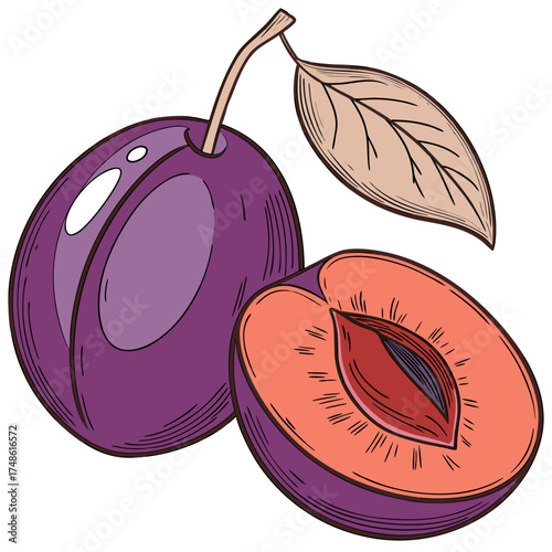 myers plum on white background 