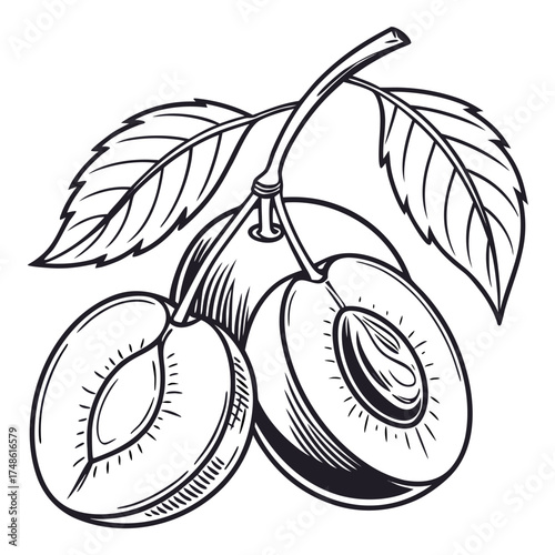 myers plum with leaves