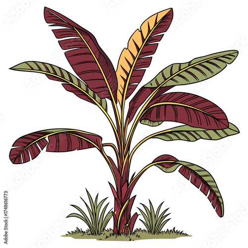 musa ingens tree on white background 