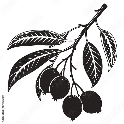 murraya fruit with leaves