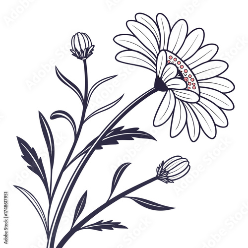 everlasting daisy vector