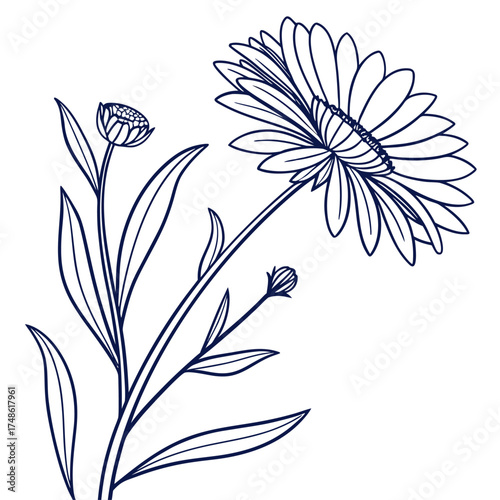 everlasting daisy with leaves