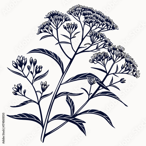 black and white eupatorium coelestinum