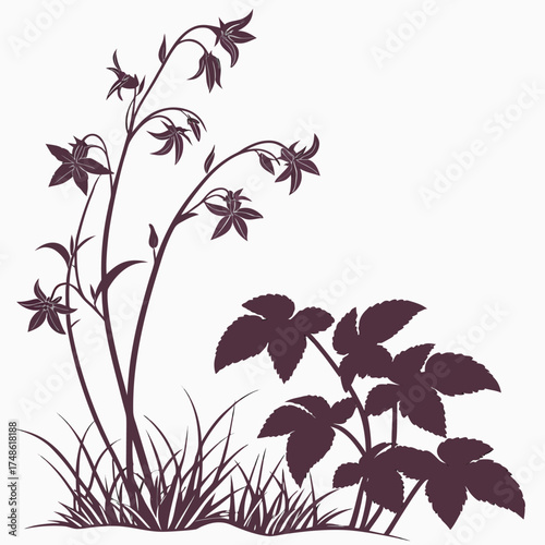  epimedium x warleyense orange queen on white background 