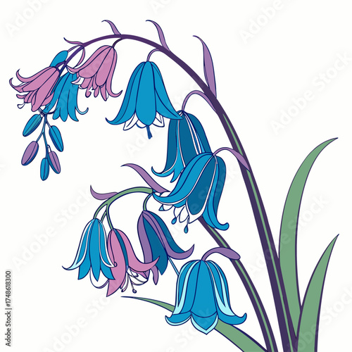 english bluebell with leaves
