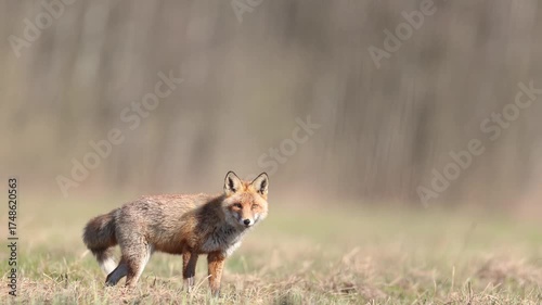 Mammals Fox Vulpes vulpes in spring scenery, Poland Europe, animal walking among spring meadow