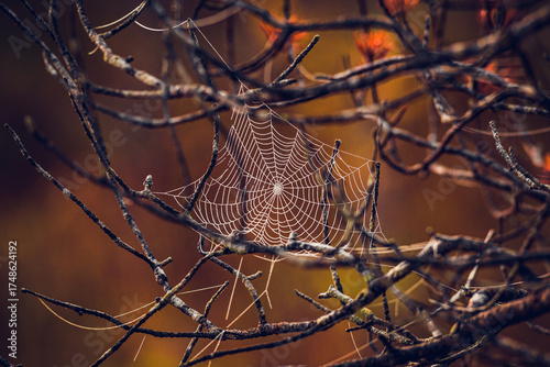 spider web with dew drops