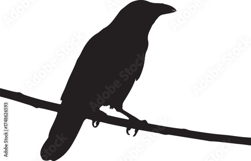 Silhouette of a crow perched on a branch against a white background Keywords: crow, bird, silhouette, perched, branch, animal, wildlife, black and white background and transparent background