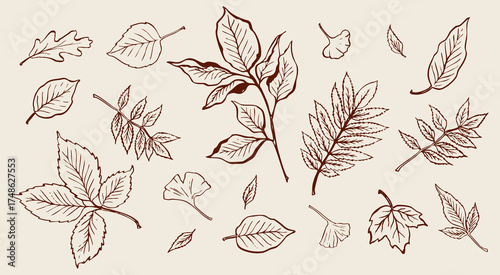 Collection of hand drawn autumn leaves and branches. Elegant botanical vector illustration set. Seasonal design elements. Fall drawings.