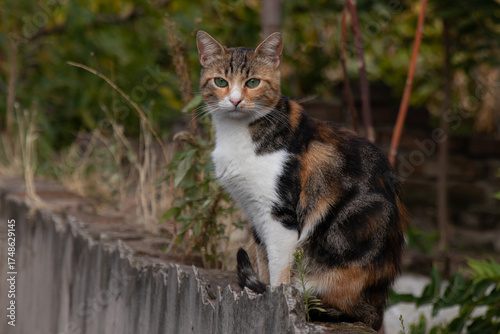 Caliby calico tabby moggy domestic outdoor cat, sitting, in suburbia