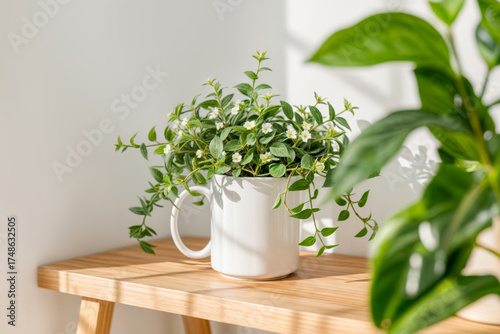 Green indoor plants in a white mug on a wooden table in bright natural light