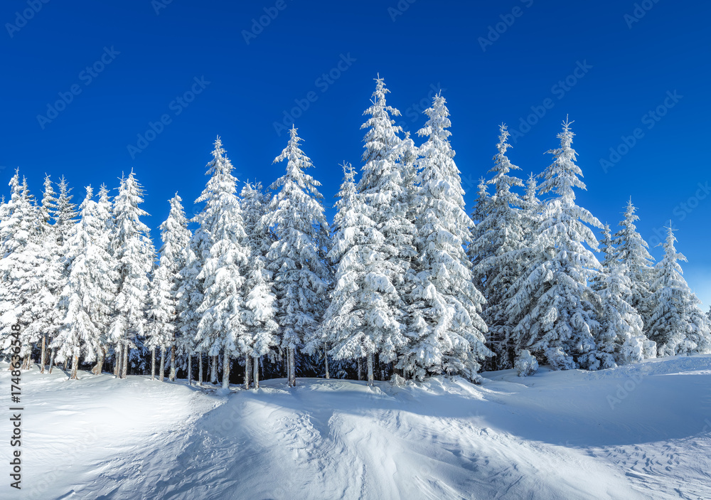 Fototapeta premium Winter forest photography on sunny day. Lawn covered with snow. Pine tree in the snowdrifts. Snowy background. Nature scenery. Location place the Carpathian Mountains, Ukraine, Europe.