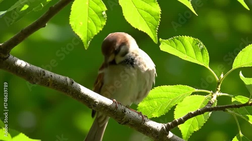 Sparrow perched on branch surrounded by green leaves and sunlight