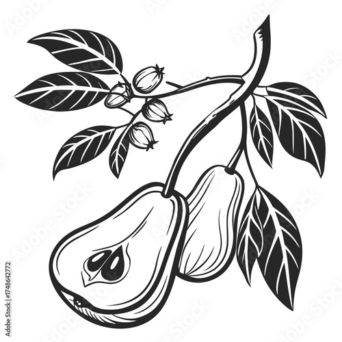 malay rose apple with leaves