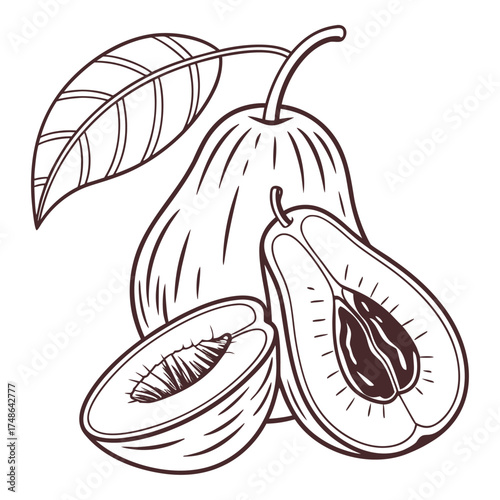 malay rose apple vector