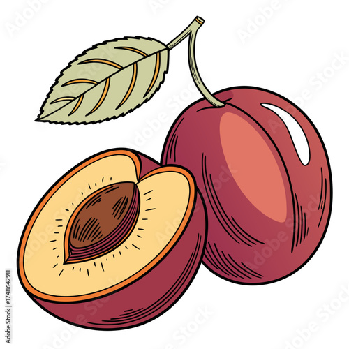  malabar plum on white background 