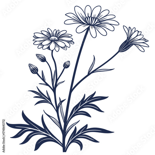 flannel actinotus minor lesser vector