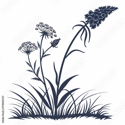 flannel actinotus minor lesser with leaves