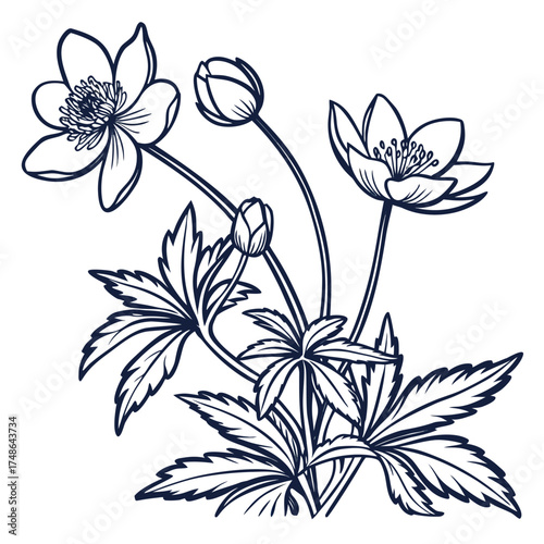 flannel actinotus minor lesser with leaves