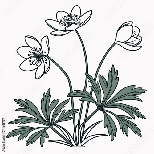 flannel actinotus minor lesser vector