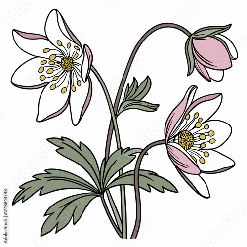 flannel actinotus minor lesser on white background 