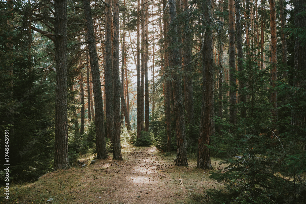 Fototapeta premium path in the forest