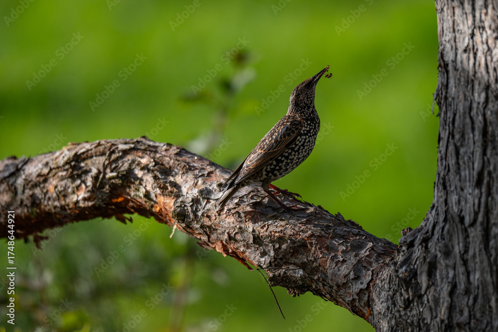 Fototapeta premium Framed by Nature: Starling with a Fresh Catch