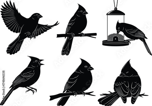 Cardinal bird silhouettes, flying, perched, feeding, nature wildlife vector, black isolated shapes, backyard birds, feeder scene, avian poses, editable illustration