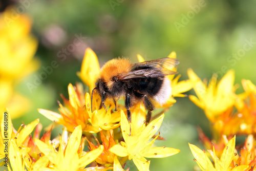 Foto Tree bumblebee, Bombus hypnorum, on a flower.