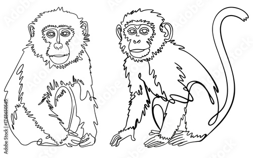 Purple faced langur monkey couple line art, minimalist wildlife
