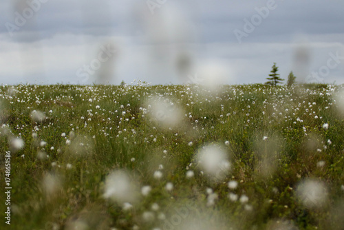 Tundra Grass
