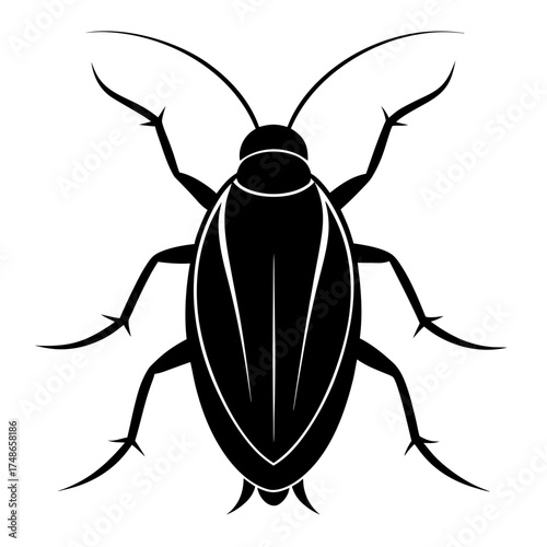 black beetle isolated on white background