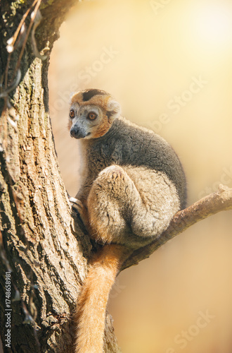 crowned lemur sits on a branch in the sun. Eulemur coronatus is an endangered animal of Madagascar. Environmental issues