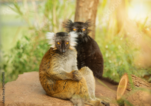 pair of black-legged lemurs, male and female, sit together in the wild. The Eulemur macaco is an endangered animal native to Madagascar. Environmental issues.